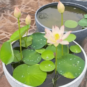 КВІТКА ЛОТОС 15 штук